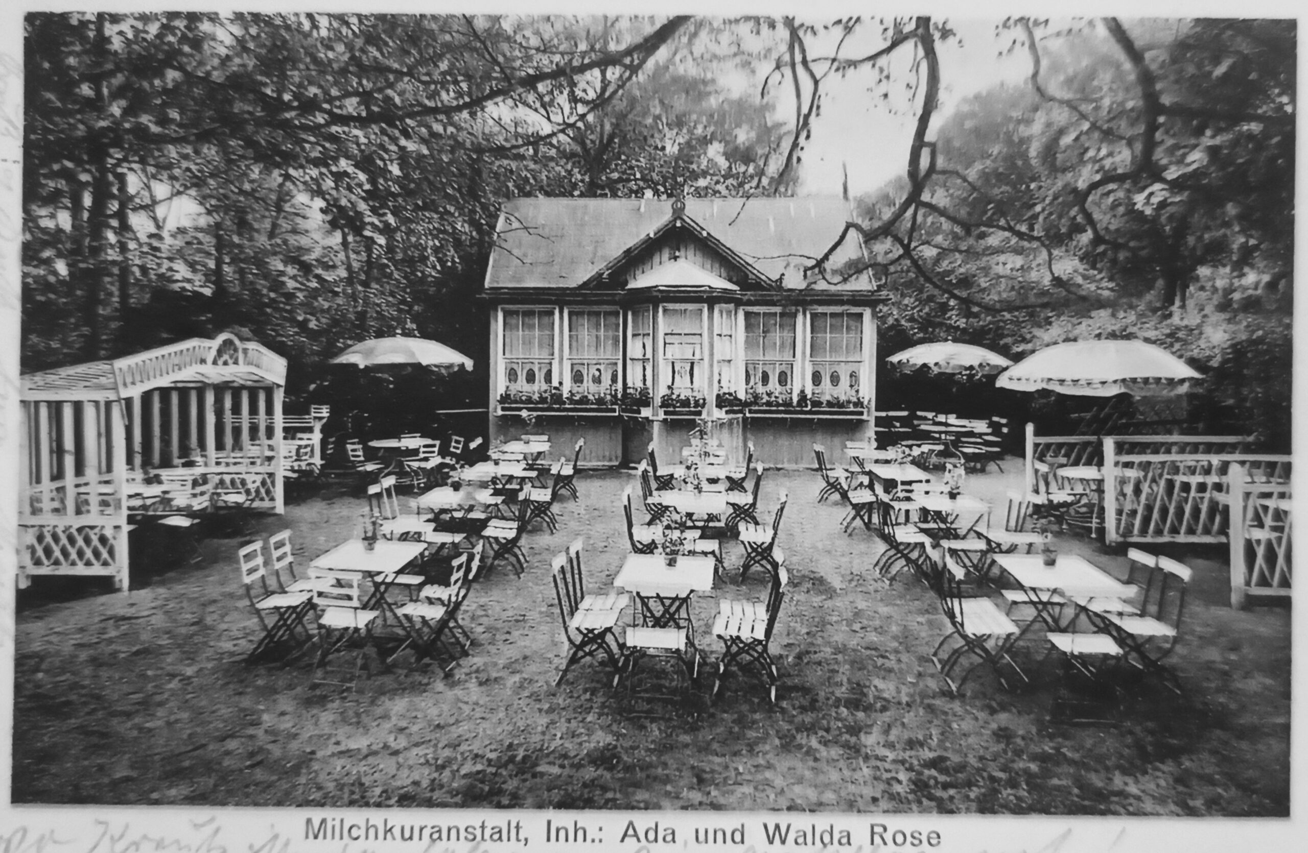 das Sahnenröschen um 1900